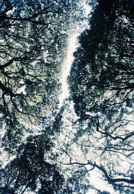 Photograph taken from the ground looking upward through the canopy of tall trees with dense foliage and branches extending outward. Sunlight filters through the leaves, creating a dappled pattern of light and shadow in the sky. The scene captures the natural serenity of a wooded area, with a mixture of leafy green trees and bare branches. This image could be associated with home relocation or moving services that involve transporting furniture and boxes through natural surroundings or residential streets. It reflects the outdoor environment often encountered during house removals, where vehicles such as vans from Removal Companies Ilford may load or unload items nearby, or where packing materials might be stored before or after a move. The scene emphasizes the importance of careful planning during local moving projects in urban or suburban areas, linking the natural environment to logistical aspects of furniture transport and packing for a smooth home relocation process.